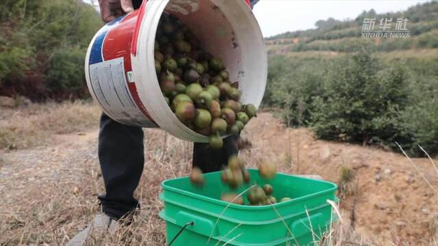 新华全媒+｜湖南鼎城：万亩油茶迎采摘