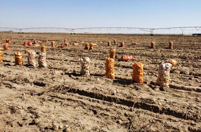 乌兰布和沙漠种植的土豆丰收。（新华社记者李云平摄）