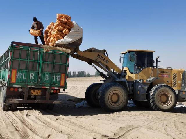 种植大户正在装载沙漠土豆。（新华社记者李云平摄）