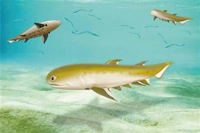 “从鱼到人”是历时5亿多年的演化新研究揭秘关键环节