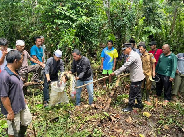 印尼占碑省发生巨蟒吃人事件割开6.7公尺长网纹蟒身体后找到正在被消化的尸体
