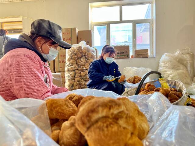 海林市悦来颐和食用菌种植专业合作社工作人员在修剪晾晒后的猴头菇。（新华社记者刘赫垚摄）