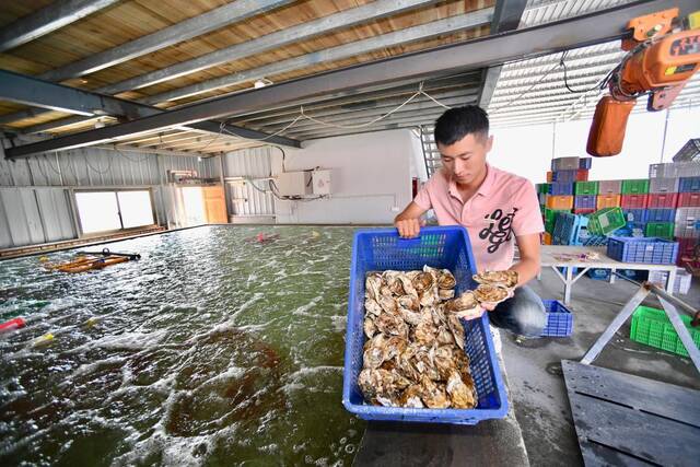 林勤斌在生蚝加工厂查看暂养池内的生蚝。新华社记者姜克红摄