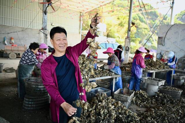 俞开明在生蚝加工厂展示即将下水养殖的三倍体生蚝苗。新华社记者姜克红摄