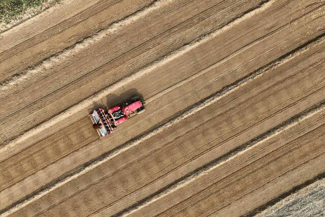深秋时节，邱瑞东家在农田里播种冬小麦。新华社记者杜一方摄