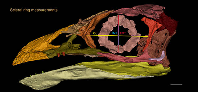 早白垩世热河鸟头骨形态学及生态习性新研究