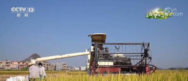 百万亩水稻丰收 机械化作业节约成本助增收