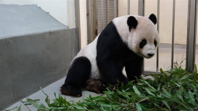 大熊猫“团团”病情恶化，台陆委会：台北已申请大陆专家协助治疗