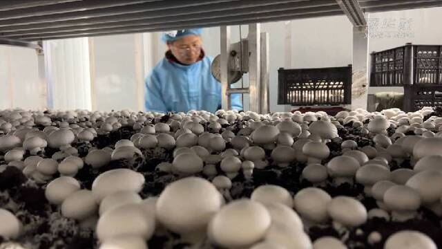 新华全媒+｜黑龙江穆棱：“数字农业”助双孢菇远销海外