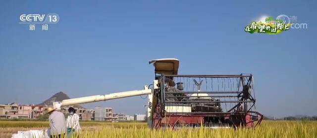 广西贵港百万亩水稻迎丰收 机械化作业助增收