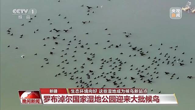 生态环境向好 这些湿地成候鸟越冬新站点