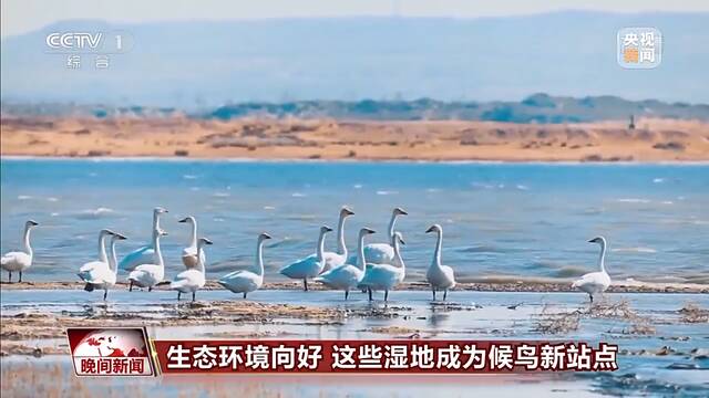 生态环境向好 这些湿地成候鸟越冬新站点