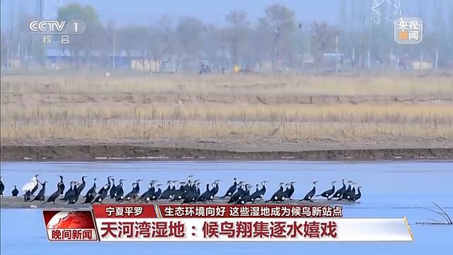 生态环境向好 这些湿地成候鸟越冬新站点