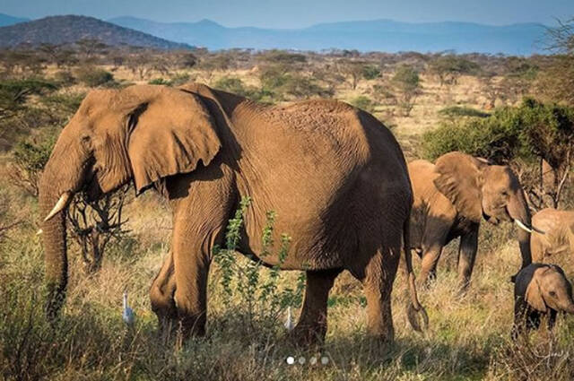 非洲60多岁野生母象季风Monsoon曾被盗猎者射中5枪后幸存却不敌干旱去世