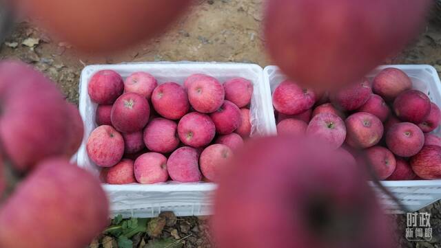 △村民刚刚采摘装箱的红苹果。（总台国广记者李晋拍摄）