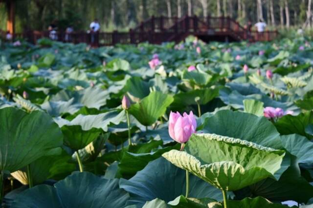 微山湖湖区内荷花盛开（2022年7月21日摄）。新华社记者徐速绘摄