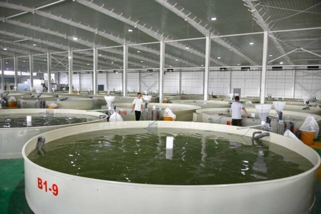 这是山东省微山县现代渔业产业园内的智慧渔业车间（2022年8月23日摄）。新华社记者徐速绘摄