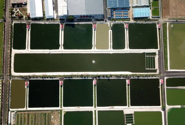 从空中俯瞰山东省微山县现代渔业产业园生态鱼塘（2022年8月23日摄，无人机照片）。新华社记者徐速绘摄