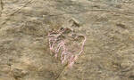 山东诸城恐龙足迹化石群中发现罕见龟类足迹化石