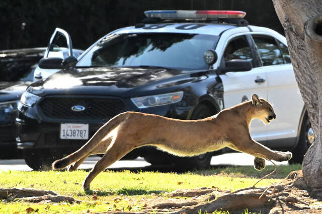 美国加州洛杉矶的布兰特伍德居民区出现一只成年的雄性山狮