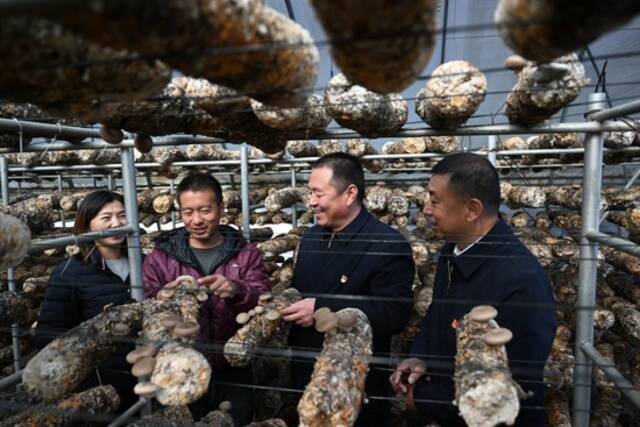 顾瑞利（右二）从北京返回村后到食用菌大棚了解香菇长势。