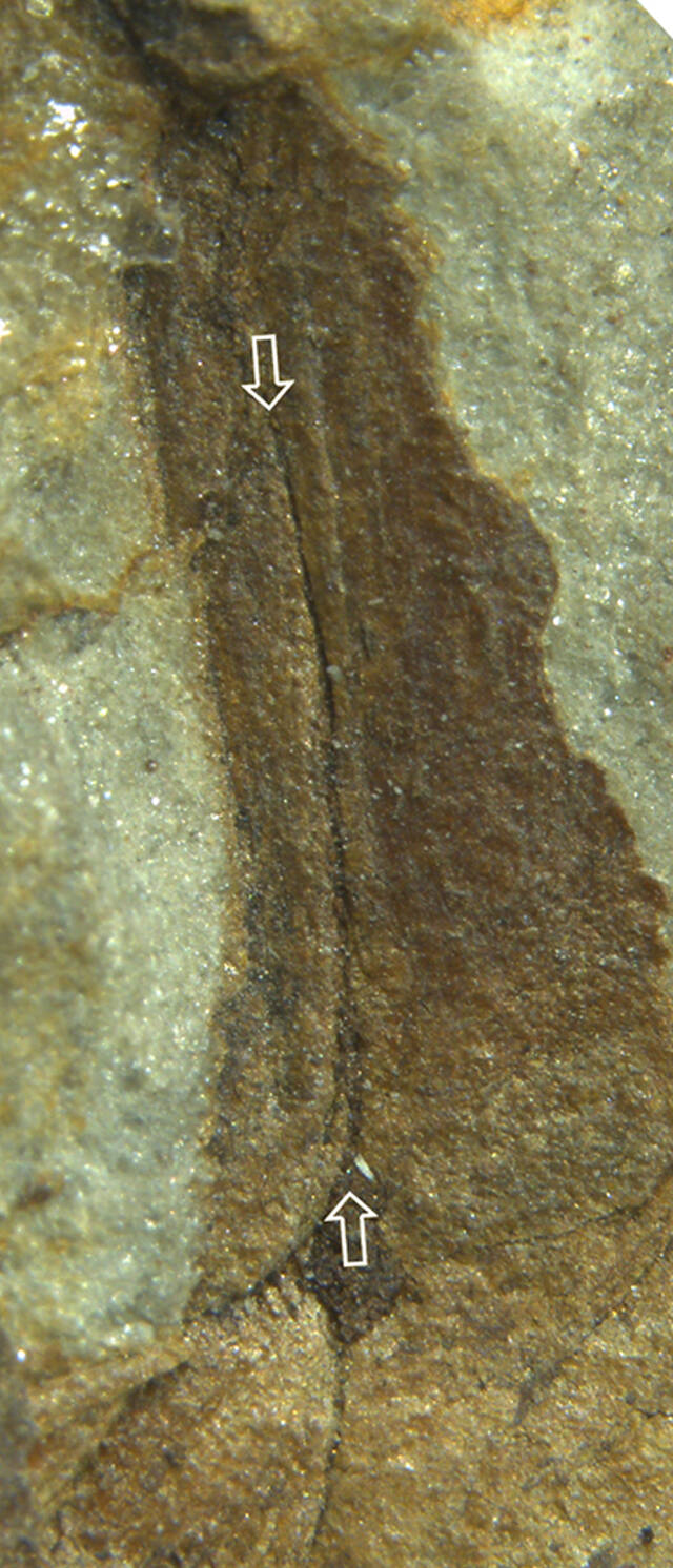 被子植物起源研究获进展：来自三叠纪的植物生殖器官化石“三叠纪跨界者”