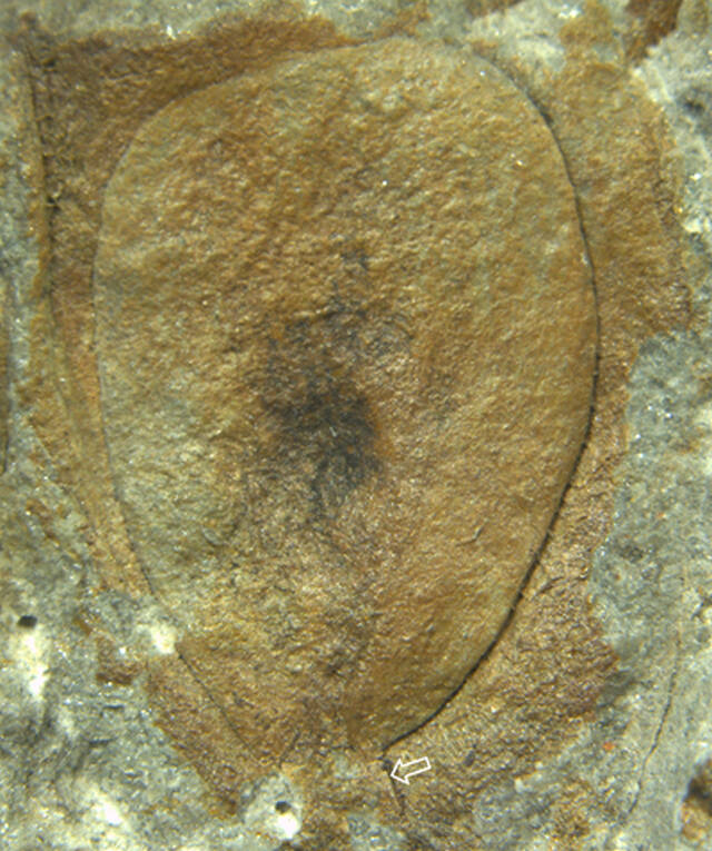 被子植物起源研究获进展：来自三叠纪的植物生殖器官化石“三叠纪跨界者”