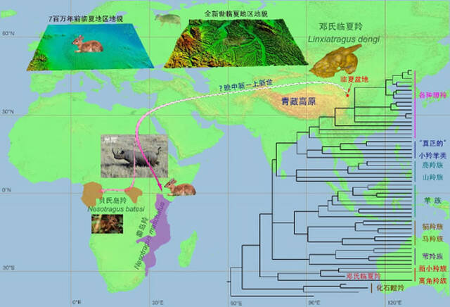 甘肃临夏发现的微小化石羚羊——邓氏临夏羚揭示现代非洲“萨瓦纳动物群”的重要起源