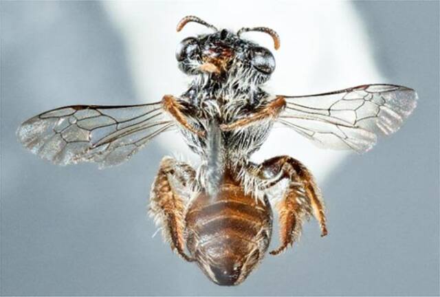 西澳大利亚珀斯灌木丛中发现新蜜蜂物种有像狗一样的