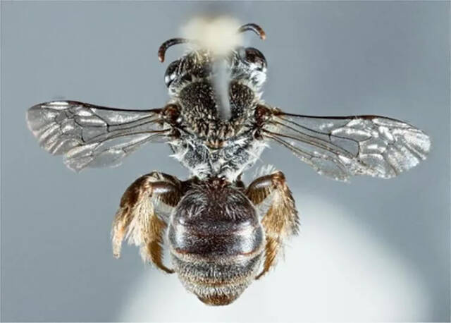 西澳大利亚珀斯灌木丛中发现新蜜蜂物种有像狗一样的