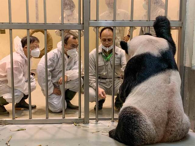 台媒：大熊猫“团团”回应呼唤起身靠近 专家对病情比想象中乐观