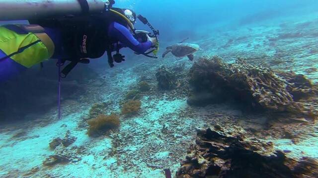 追光丨海底种珊瑚 高原拍动物——这位科学家是个“体育生”