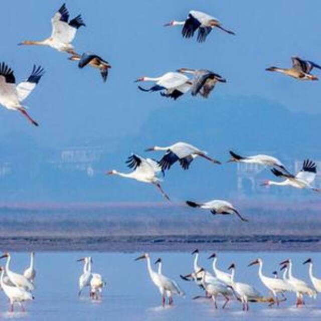 国际重要湿地取水记｜江西鄱阳湖国际重要湿地