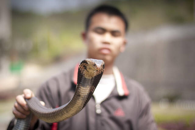 ↑眼镜蛇资料图据ICphoto