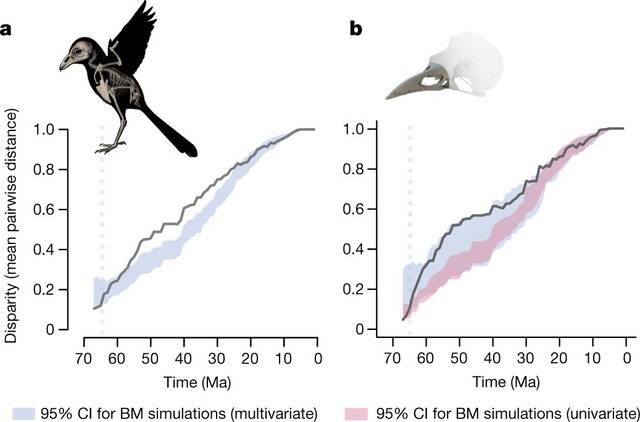 鸟类骨骼进化多样性中的环境信号