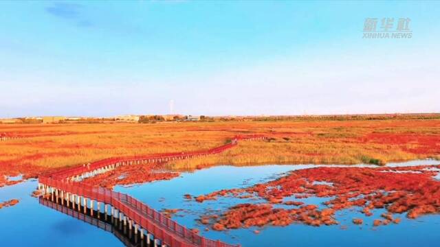 新华全媒+｜鸟瞰“红海滩” 碱蓬草染红渤海湾湿地