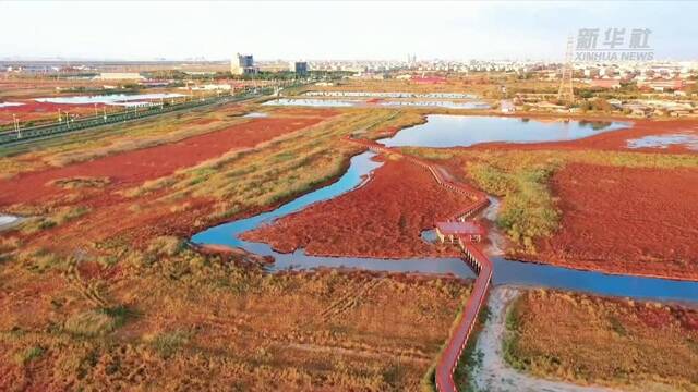 新华全媒+｜鸟瞰“红海滩” 碱蓬草染红渤海湾湿地