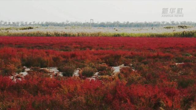 新华全媒+｜鸟瞰“红海滩” 碱蓬草染红渤海湾湿地