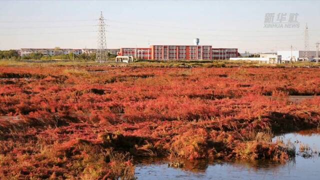 新华全媒+｜鸟瞰“红海滩” 碱蓬草染红渤海湾湿地