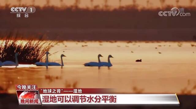 到底什么是湿地？一起去揭开它神秘的面纱