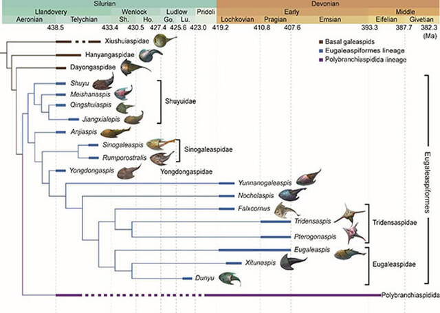 《解剖学记录》：4.1亿年前盔甲鱼类玉海翼角鱼化石揭示有颌类关键特征演化