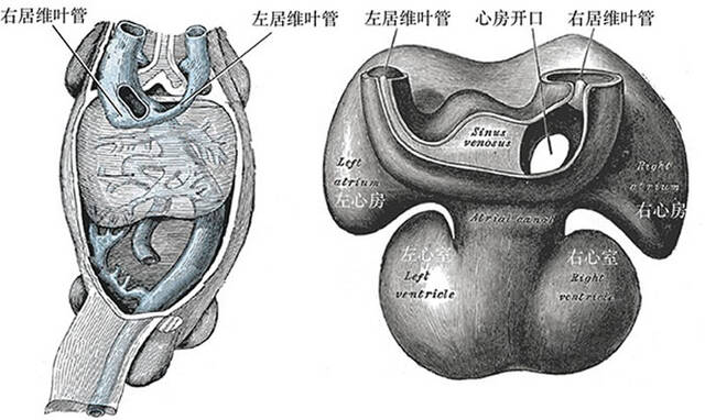 《解剖学记录》：4.1亿年前盔甲鱼类玉海翼角鱼化石揭示有颌类关键特征演化