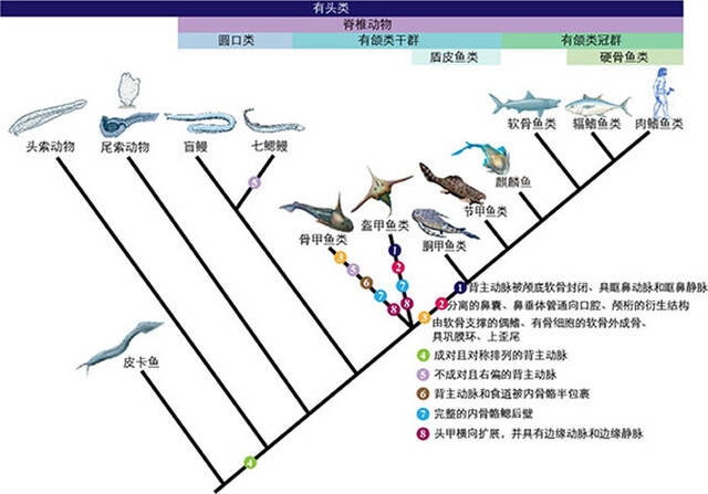 《解剖学记录》：4.1亿年前盔甲鱼类玉海翼角鱼化石揭示有颌类关键特征演化