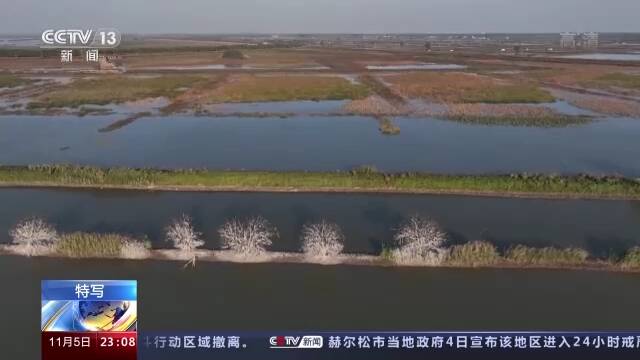 探访武汉沉湖湿地：数万只越冬候鸟带来诗情画意