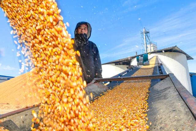 在吉林省公主岭市乐农粮食收储有限责任公司，工作人员通过传送带将玉米转运至存储仓。（新华社记者许畅摄）