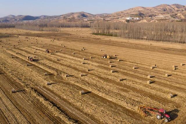 图为无人机拍摄的山西省岚县社科乡的玉米地里，农民驾驶秸秆打捆机、搂草机回收玉米秸秆。新华社发（刘亮亮摄）