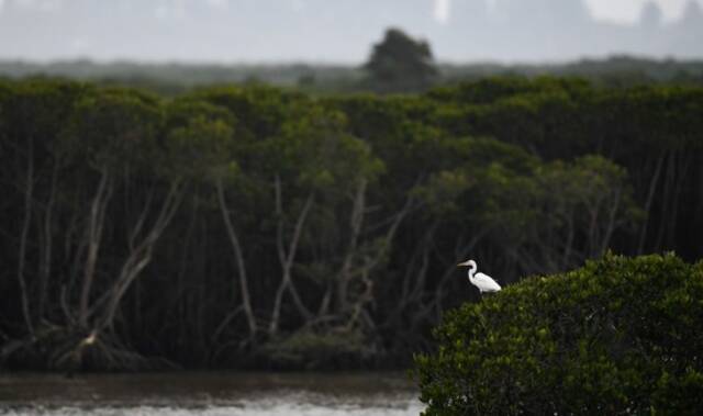 一只白鹭在海南东寨港国家级自然保护区休息（1月28日摄）。新华社记者杨冠宇摄