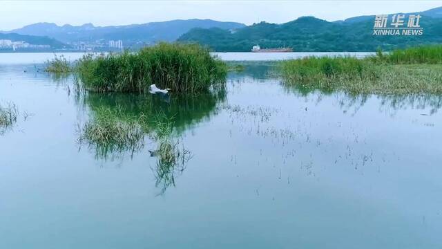 新华全媒+｜“鸟博士”见证长江上游最大江心岛生态蝶变