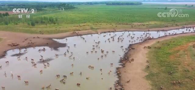 大美湿地  湿地生态逐步修复 麋鹿种群年自然增长率达15%