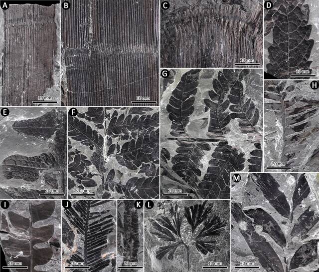 首次为地质历史时期植内产卵昆虫的生殖生物学和行为学提供直接化石证据